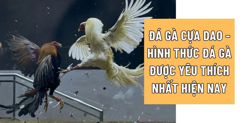Đá Gà Cựa Dao - Hình Thức Chọi Kê Được Yêu Thích Nhất 2024 1 đá gà cựa dao 78win
